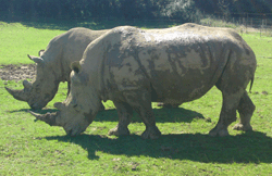 rhino