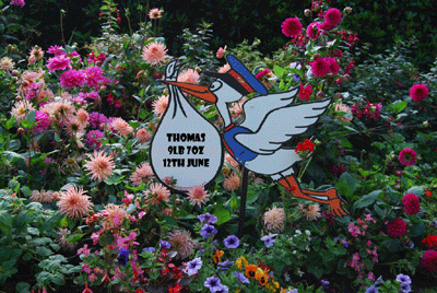 stork2