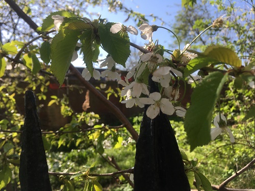 Sunny weather Bristol blossom