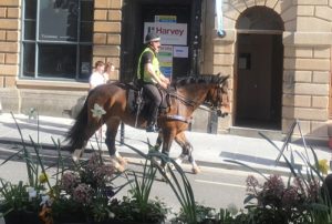 Avon and Somerset Police Horses sunny day