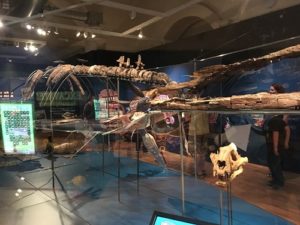 Deadly Doris Pliosaurus Bristol Museum and Art Gallery
