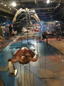 Deadly Doris Pliosaurus at Bristol Museum and Art Gallery