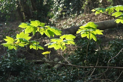 Den building arnos vale