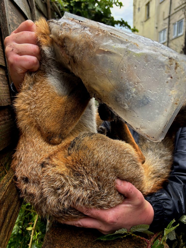 Bristol Fox rescued from plastic in Montpelier