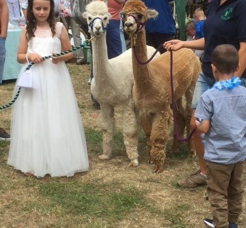 Frenchay Flower show - Image shows a girl in a long white dress leading two alpacas